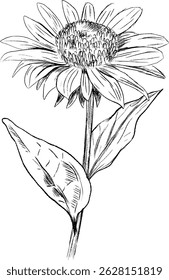 Highly detailed sunflower along with its leaves