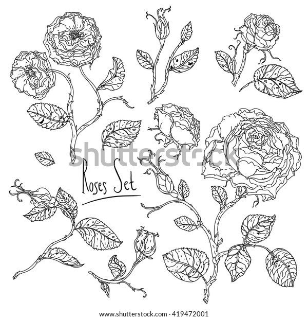 Highly Detailed Uncolored Colouring Book Style Stock Vector