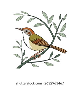 Highly Detailed Vector Illustration of a Colorful Tailorbird Resting on a Branch with Green Leaves