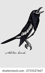 Sehr detaillierte Vektorgrafik eines Orientalischen Elster-Robins (Kacer). Mit handgezeichnetem Gravurstil mit kräftigem schwarz-weißem Gefieder, eingefangen in einer singenden Pose. Perfekt für Designs zum Thema Natur, Vogelbeobachter-Bekleidung, Maskottchen-Logos und pädagogisches Material für wild lebende Tiere.
