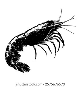 highly detailed vector illustration of a shrimp in black and white. ideal for seafood designs, culinary projects, and marine-themed artwork.