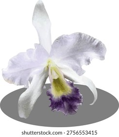 A highly detailed vector-style illustration of the rare Laelia purpurata f. Werkhauseri orchid. The image features a single, prominent bloom with delicate pale lavender-white petals and sepals, a bright yellow throat, and a distinct deep purple, richly ruffled labellum. The flower is isolated against a pure white background, with a clean gray text label 