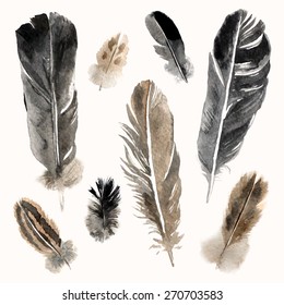 Highly detailed watercolor feathers on white background