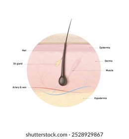 Múltiples capas de piel altamente realistas con cabello. Ilustración vectorial aislada sobre fondo blanco. Ideal para proyectos relacionados con la salud de la piel. Ideal para infografías, mostrando la acción de su producto. 