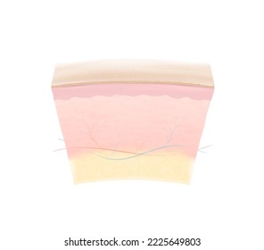 Imagen de piel altamente realista en varias capas. Ilustración vectorial aislada en fondo blanco. Excelente para infografías, mostrando la acción de su producto, etc. EPS10.