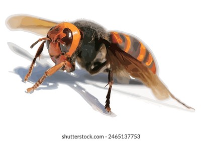 Highly venomous and dangerous Japanese giant hornet (Ousuzumebachi) realistic retouched vector illustration.