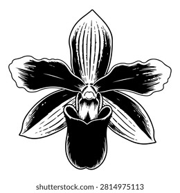 High-quality black and white illustration of an orchid flower, showcasing intricate petal and floral details suitable for botanical and artistic purposes.