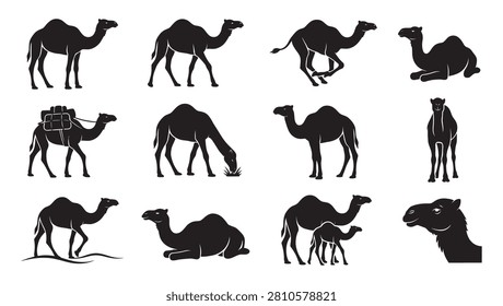 High-quality camel silhouette vector collection featuring dromedary camels in various natural poses. Includes walking, running, grazing, standing, and sitting camels, along with a laden caravan camel with luggage, a mother with a calf, a front view, and a detailed head profile. Perfect for desert travel logos, middle east safari emblems, arabic culture graphics, and oriental tourism branding.