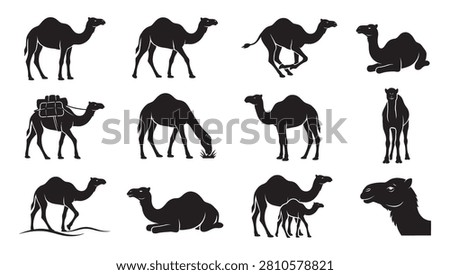 High-quality camel silhouette vector collection featuring dromedary camels in various natural poses. Includes walking, running, grazing, standing, and sitting camels, along with a laden caravan camel with luggage, a mother with a calf, a front view, and a detailed head profile. Perfect for desert travel logos, middle east safari emblems, arabic culture graphics, and oriental tourism branding.