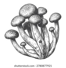 High-quality engraving style drawing of a beech mushroom cluster. Perfect for healthy recipe graphics, gourmet food packaging, and detailed botanical art.