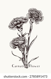 A high-quality, realistic line art drawing of a carnation (Dianthus caryophyllus). This hand-drawn floral element features intricate ruffled petals and natural stem details, perfect for botanical studies, herbal branding, and organic garden-themed designs.