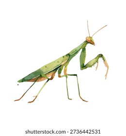 High-quality stylized vector illustration of a green praying mantis, perfect for nature, wildlife, or educational designs. Ideal insect graphic.