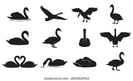 High-quality swan silhouette vector collection featuring elegant water birds in various natural poses. Includes swimming swans, flying positions, landing with open wings, standing, preening, drinking water, sleeping, and a romantic couple forming a heart shape. Perfect for wedding logos, luxury beauty branding, lake wildlife emblems, and nature graphics.
