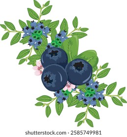 A high-quality vector illustration of fresh blueberries with their flowers and leaves. Ideal for food-related branding, packaging, and organic product designs. Fully editable EPS file included.