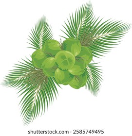 A high-quality vector illustration of a fresh coconut with detailed coconut leaves. Perfect for tropical branding, packaging, and decorative designs. Editable EPS file for easy customization.