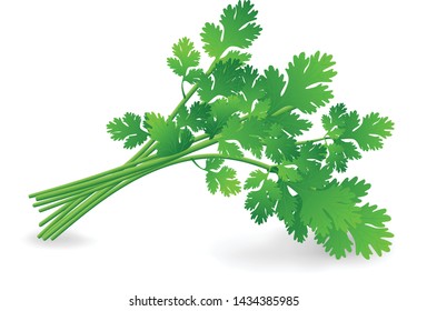 High-quality vector illustration of fresh green Coriander leaves