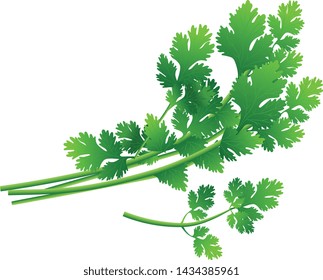 High-quality vector illustration of green Coriander leaves