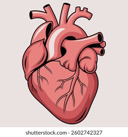 A high-quality vector illustration of a human heart, accurately depicting its structure with bold outlines and shading. 