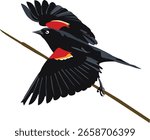 A high-quality vector illustration of a red-winged blackbird spreading its wings mid-flight while perched on a branch. Ideal for wildlife, nature, and bird-themed design projects.