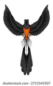 Ilustración vectorial de alta calidad de un pájaro Shama de grupa blanca en una pose defensiva o cantando con alas extendidas y cola larga. Perfecto para logotipos de mascotas, diseños de camisetas y comunidades de amantes de los pájaros.