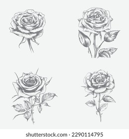 high-quality vector roses set with leaves, branches on white background. beautiful black and white rose vector illustration
