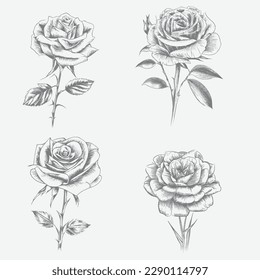 high-quality vector roses set with leaves, branches on white background. beautiful black and white rose vector illustration
