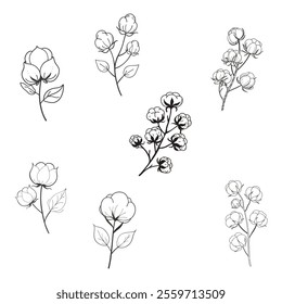 high-quality vector set of dried fluffy cotton flower branches. perfect for botanical designs, rustic decor, Eco-themed projects, and elegant digital artwork. isolated and ready to use.