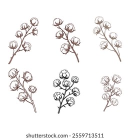 high-quality vector set of dried fluffy cotton flower branches. perfect for botanical designs, rustic decor, Eco-themed projects, and elegant digital artwork. isolated and ready to use.