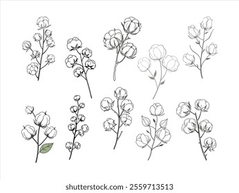 high-quality vector set of dried fluffy cotton flower branches. perfect for botanical designs, rustic decor, Eco-themed projects, and elegant digital artwork. isolated and ready to use.