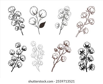 high-quality vector set of dried fluffy cotton flower branches. perfect for botanical designs, rustic decor, Eco-themed projects, and elegant digital artwork. isolated and ready to use.