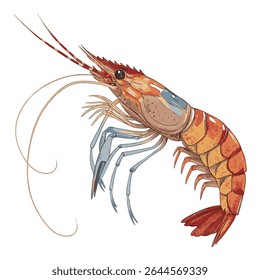 High-quality vector shrimp illustration with intricate details, perfect for seafood menus, marine designs, and culinary branding.