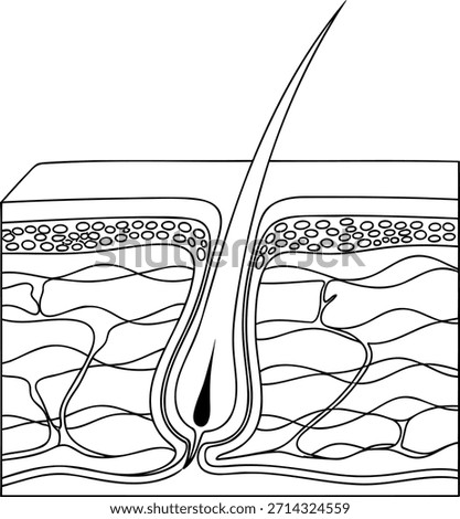 A high-resolution black-and-white anatomical vector illustration showing a cross-sectional view of human skin with a focus on the hair follicle. The image includes the epidermis, dermis, and subcutane