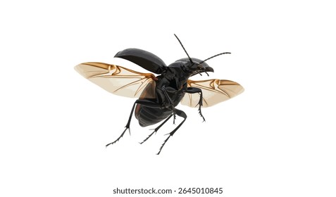 High-Resolution Image of Amara Aulica (Ground Beetle) in Flight With Wings Spread, Isolated on White Background