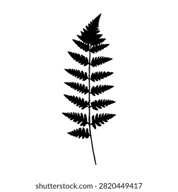 A high-resolution image showcasing a single fern leaf with intricate details and natural texture, isolated on a plain background.