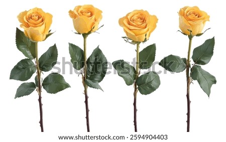 A high-resolution photograph featuring four vibrant yellow roses with lush green leaves and thorny stems against a white background