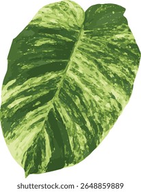 Fotografia de alta resolução de uma folha de Monstera Deliciosa Variegata que cresce em casa particular revela belos padrões verde-escuro e amarelo-pálido na grande superfície da folha.