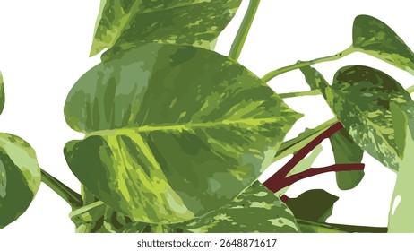 Fotografia de alta resolução de uma folha variegada de Monstera Deliciosa Variegata, cultivada em casa particular. Revela lindos padrões verde escuro e amarelo claro em sua grande superfície de folha