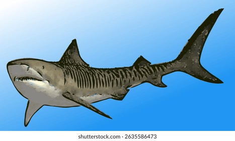 High-resolution vector art of a tiger shark with a blue background. Combines realism and illustration, perfect for oceanographic visuals or marine life publications.