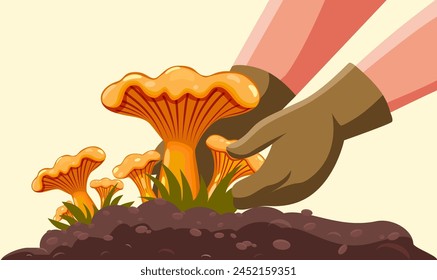 Hike for forest mushrooms. Autumn collection of light orange chanterelle mushrooms in a deciduous or coniferous forest. The idea is to harvest by hand from sandy black soil. Close-up. Vector.