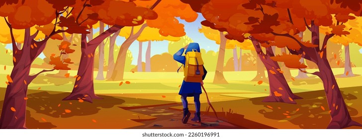 Caminata con mochila en el bosque de otoño. Paisaje de bosques o parque natural con árboles con follaje anaranjado y turista con palo en el camino, ilustración vectorial de caricatura