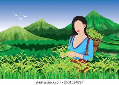 A hill tribe girl is harvesting tea leaves.vector design