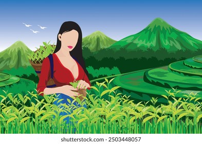 A hill tribe girl is harvesting tea leaves.vector design