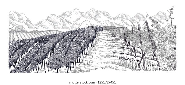Hill of vineyard landscape with farm on horizont and clouds hand drawn sketch vector illustration isolated on white