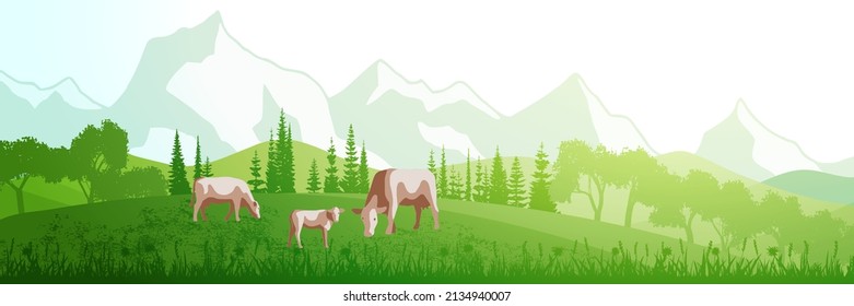 Hills against the background of alpine peaks, cows graze in the meadow, spring early view