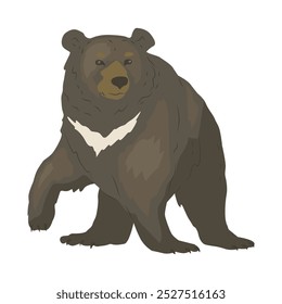 Urso do Himalaia com uma faixa branca característica. O maior predador da floresta. Animal selvagem no parque natural. Ilustração vetorial em estilo plano.