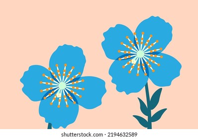 Himalayan blue poppy flowers background.