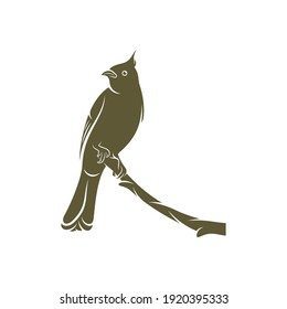 Himalayan Bulbul bird design vector illustration, Creative Himalayan Bulbul bird logo design concepts template, icon symbol