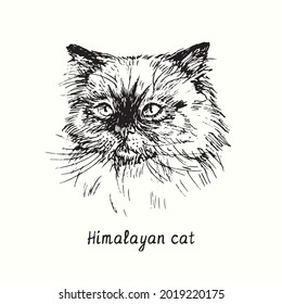 Retrato de la cara del gato del Himalaya. Dibujo de doodle en blanco y negro con tinta de madera.