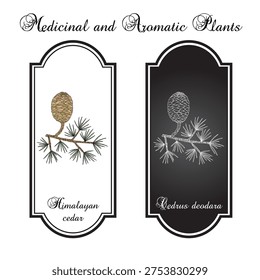 Himalayan cedar, or deodar (Cedrus deodara), medicinal plant. Hand drawn botanical vector illustration