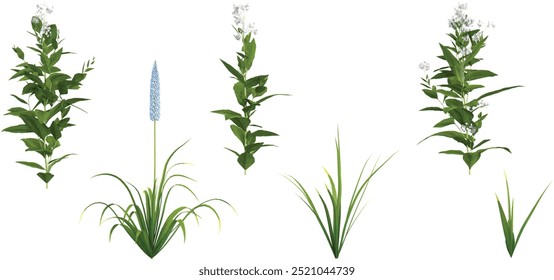 Himalayan foxtail lily Eremurus himalaicus,Eupatorium serotinum plants  isolated on white background